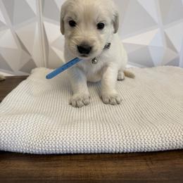 Light blue - Light golden male Golden Retriever puppy in Radcliff, Kentucky from It’s A Golden Life