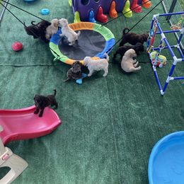 Goldendoodle Puppies from DM Hilltop FURfamily