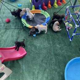 Goldendoodle Puppies from DM Hilltop FURfamily