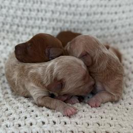 Male 1 - Red  male Goldendoodle puppy in Modesto, California from Central Valley Canine Companions