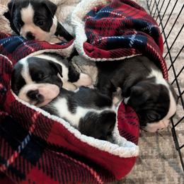 Boston Terrier Puppies from Boston's Boston Terriers AKC