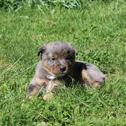 Winchester - Blue male Australian Cattle Dog puppy in Willamina, Oregon from Cherished Chihuahuas