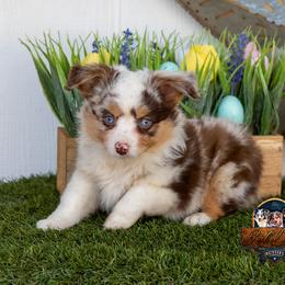 Linden - Red merle male Miniature Australian Shepherd puppy in Granbury, Texas from Best Little Aussies