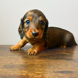 Zion 3200 - Red male Dachshund puppy in Sylvania, Alabama from Yancey’s Doxies