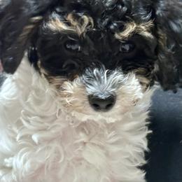 Jeff - Phantom male Poodle puppy in Stanley, Wisconsin from McJare's Puppy Palace