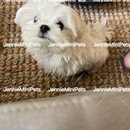Maltese Puppies from JennieMiniPets