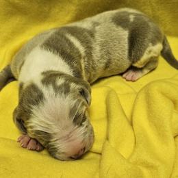 Tobit - Silver male Great Dane puppy in Towaco, New Jersey from MommaDukes Danes