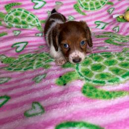 Becky - Piebald female Dachshund puppy in Lake City, Florida from My Ditzy Doxies of Florida