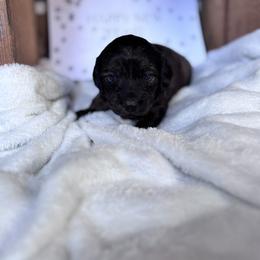 Dachshund Puppies from A Anchor Farm