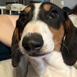 Arrow - Piebald male Dachshund puppy in Covington, Kentucky from K&L Dachshunds