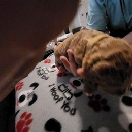 Goldendoodle Puppies from Royale's Goldendoodles