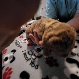 Goldendoodle Puppies from Royale's Goldendoodles