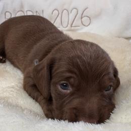 Theo - Chocolate and tan male Dachshund puppy in Wallingford, Kentucky from Hensley Homestead Dachshunds