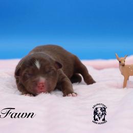 Fawn - Red tri female Miniature Australian Shepherd puppy in Weeki Wachee, Florida from Arlington's Mini Aussies