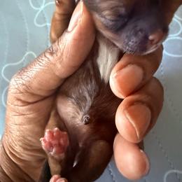 Girl 2 - Black gold and white female Shorkie puppy in Florida from Shorkie Land