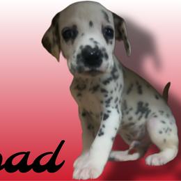 Toad - White and black male Dalmatian puppy in Bremen, Georgia from Clark’s Dalmatians