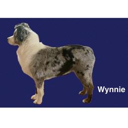 Miniature Australian Shepherd puppies from Copper Line Aussies