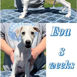 Eva - White and blue brindle female Whippet puppy in Plainfield, Indiana from Rose Acre Whippets