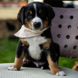 Cocoa - Black white and tan male Entlebucher Mountain Dog puppy in Corvallis, Oregon from Feather Farm's Entles
