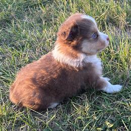 Red - Red tri male Toy Australian Shepherd puppy in Lame Deer, Montana from Bar M Toy Aussies