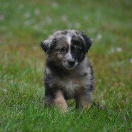 Longhorn - Blue merle Australian Shepherd puppy in Fairmont, West Virginia from Country Roads Australian Shepherds