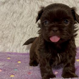Female 2 - Liver female Shih Tzu puppy in Tennessee from Cutshall Babies