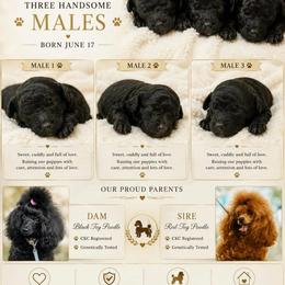 Boy 2 - Black male Poodle puppy in Oceanside, New York from Anastasia Poodles three four seven seven five four two three four five