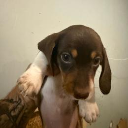Boy 4 - Chocolate and tan male Dachshund puppy in Paisley, Florida from Pantheon Dachshunds