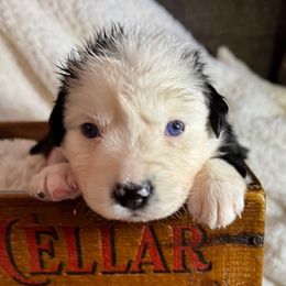 Boy 5 - Red tri-color male Australian Shepherd puppy in Ramona, California from Blue Moon Aussies