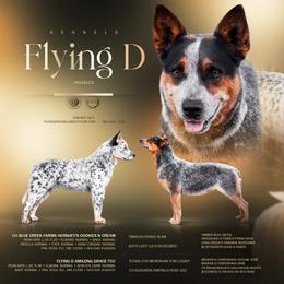 Australian Cattle Dog puppies from Flying D Kennels