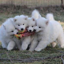 Samoyeds from Safyr Samoyeds