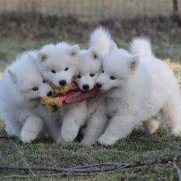Samoyeds from Safyr Samoyeds