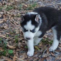 Siberian Husky Puppies from Milly's Showline Pets