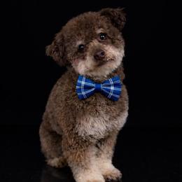 Moose - Poodle
