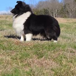 Shetland Sheepdog All Grown Up from Odyssey Shetland Sheepdogs