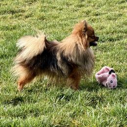 Pomeranian puppies from T & D Dream Poms
