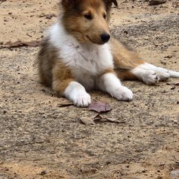 Collie Puppies from Critter cottage