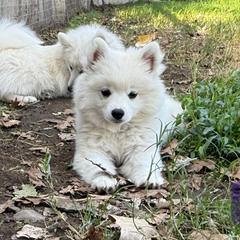 Libra - White male American Eskimo Dog puppy in Squaw Valley, California from Bear Mountain