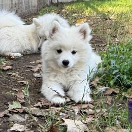 Libra - White male American Eskimo Dog puppy in Squaw Valley, California from Bear Mountain