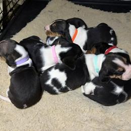 Treeing Walker Coonhound puppies from Stackem Up Kennel