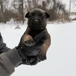Gilly - Fawn female Belgian Malinois puppy in Baltimore, Maryland from Abenteurer German Shepherds & Belgian Malinois