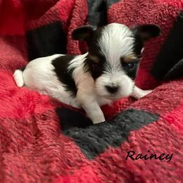 Yorkshire Terrier Puppies from Sweet Creations Yorkies