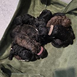 White Collar - Black female Poodle puppy in Patterson, California from Paterson Poodles