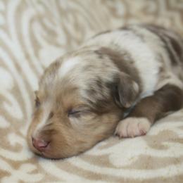 Candy - Red merle female Toy Australian Shepherd puppy in Licking, Missouri from Burnett Aussies
