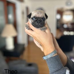 Theo - Fawn male Pug puppy in New Haven, Indiana from Milan Pugs