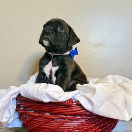 River - Brindle male Boxer puppy in Garland, North Carolina from Magen's Boxers