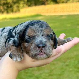 Beau - Merle male Cockapoo puppy in Liberty, Kentucky from Kentucky Cockapoos