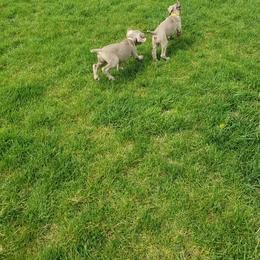 Weimaraner Puppies from Miller's Weimaraners