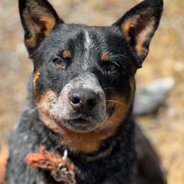 Rucker - Blue male Australian Cattle Dog puppy in Cottage Grove, Oregon from Heirloom Ranch