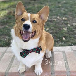 Cardigan Welsh Corgis and Pembroke Welsh Corgis from MD Corgis